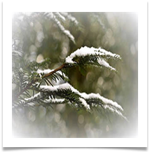JB june bannister snow on fir - June Bannister